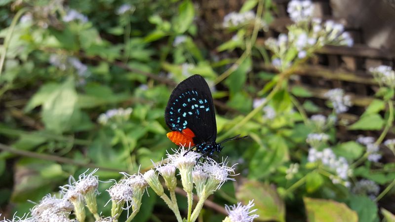 A Symbol Of Hope For Other Endangered Species