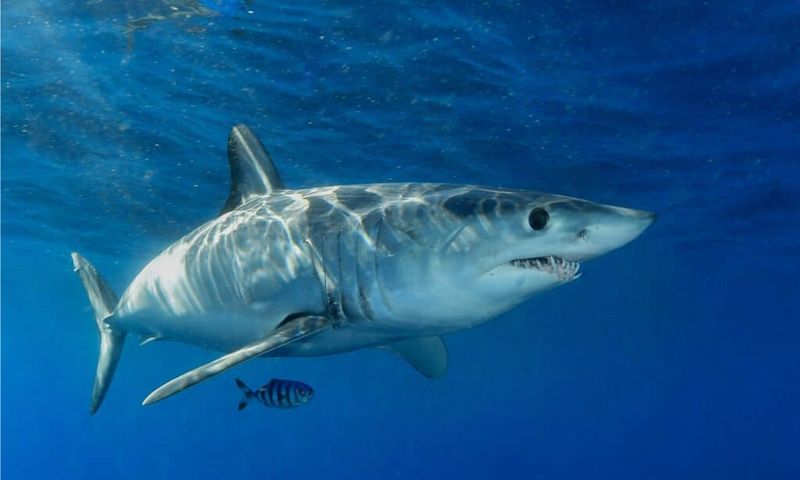 Shortfin Mako Shark – 1,221 lbs (Massachusetts, 2001)