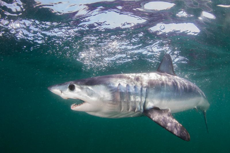 Mako Shark – 926 lbs (New Jersey, 2017)