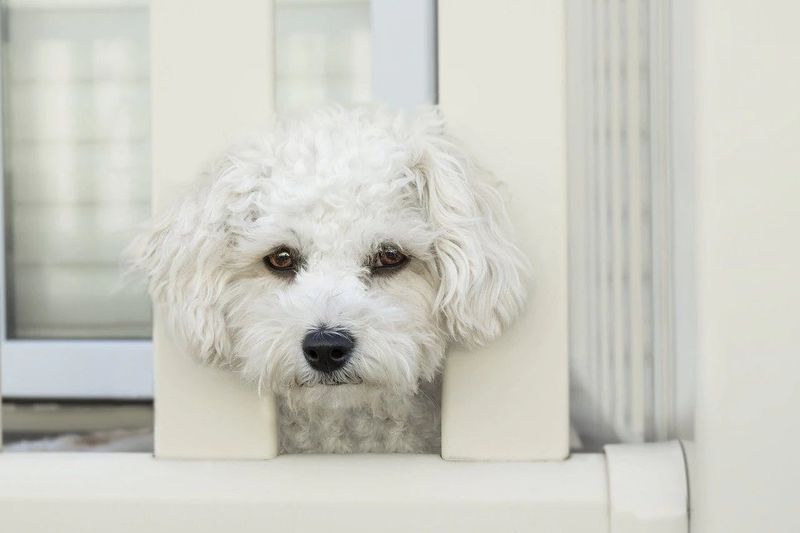 Bichon Frise