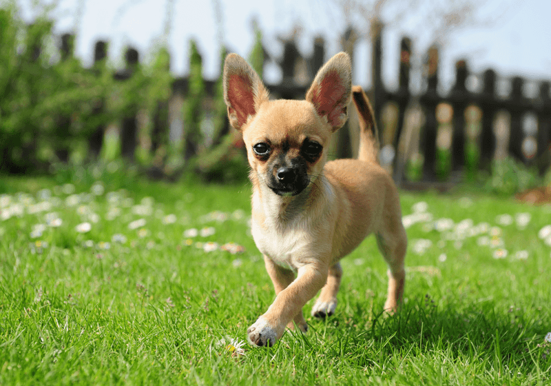 Chihuahua