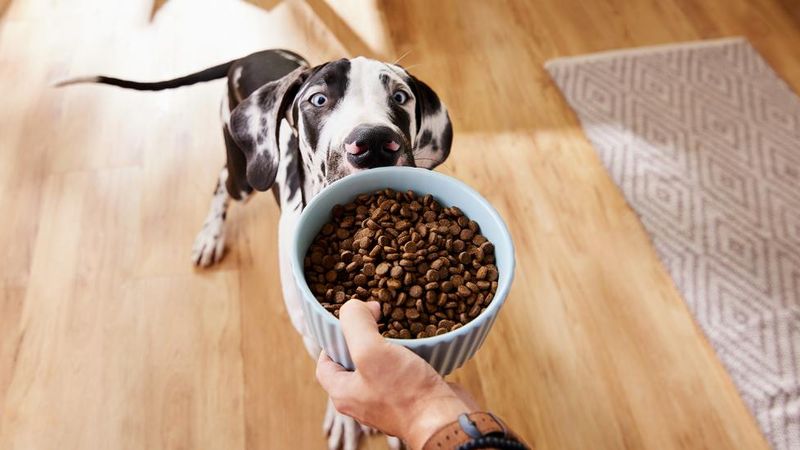 Focus On Sustainable And Natural Pet Products