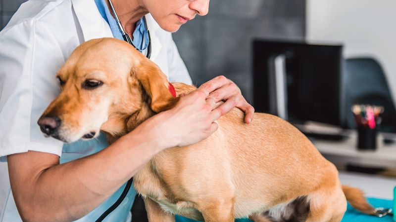 Ask Your Vet About Medication For Severe Anxiety