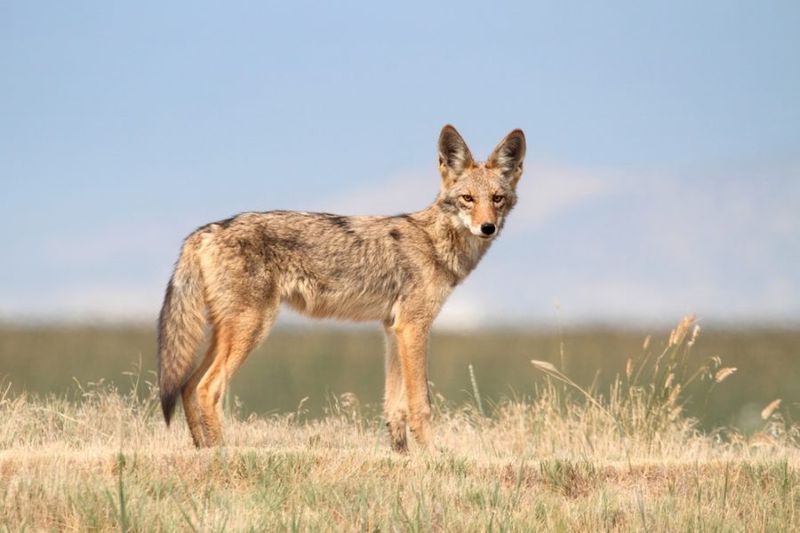 Educate Yourself On Coyote Behavior