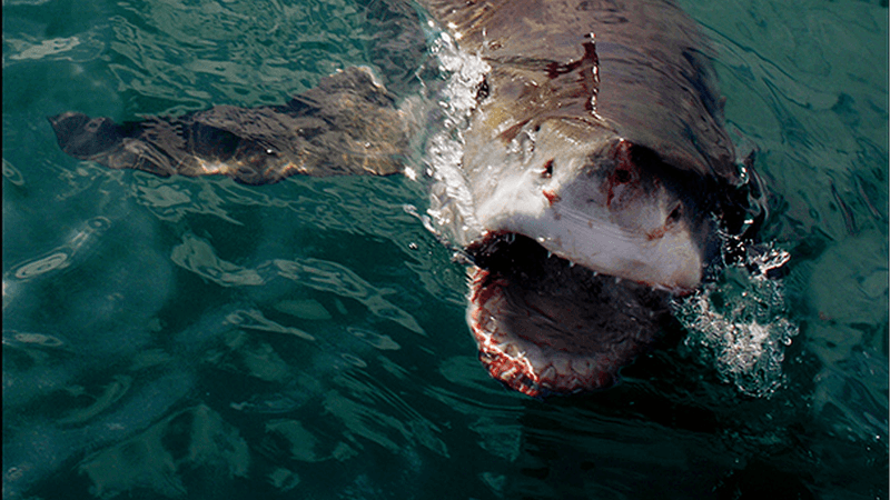 Don't Enter The Water With An Open Wound