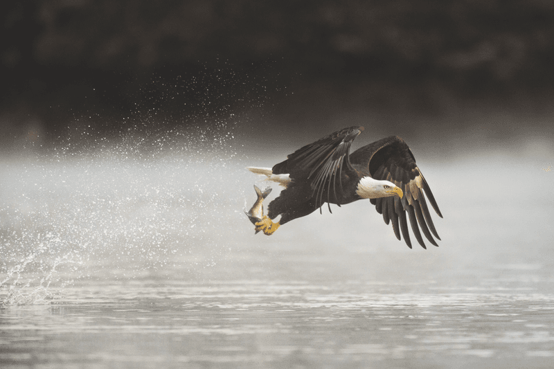 Why Northern California Is Becoming A Bald Eagle Hotspot