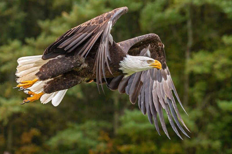 The Role Of Conservation Organizations