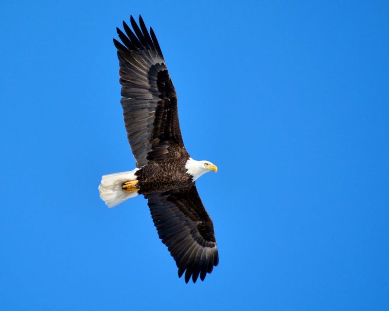 Bald Eagle Goes From Endangered To Thriving