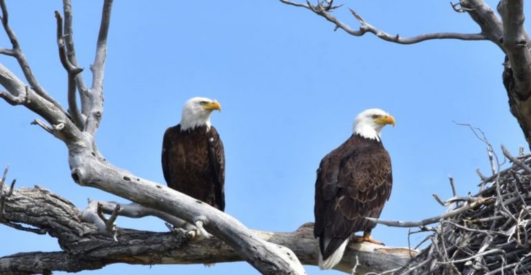 Bald Eagle Population Soars In Northern California, Here’s Where You Can Spot Them