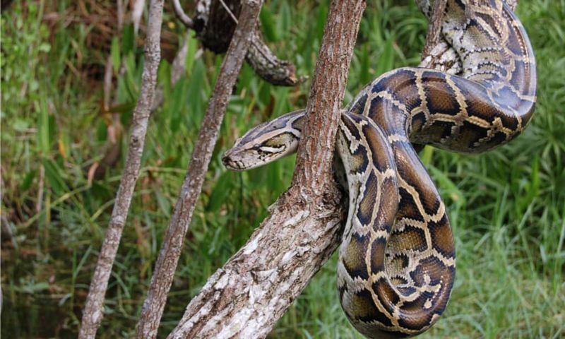 Boa Constrictor