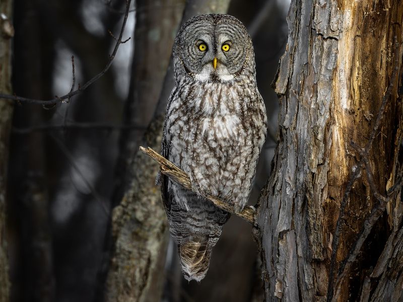 Great Gray Owl (Strix Nebulosa)