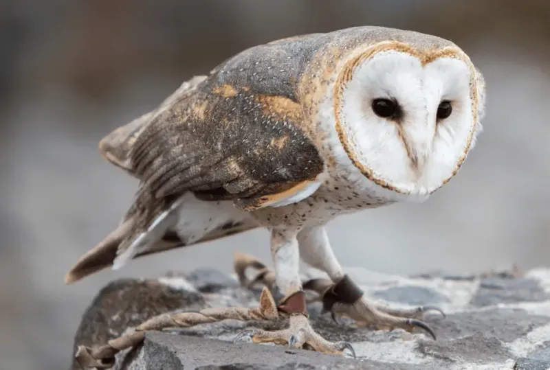 Barn Owl (Tyto Alba)