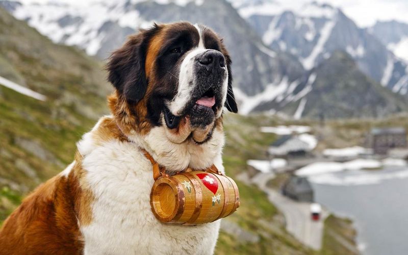Barry's Impact on the St. Bernard Breed