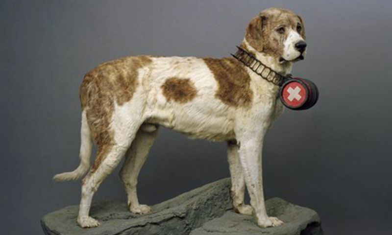 The Heroic Rescues
