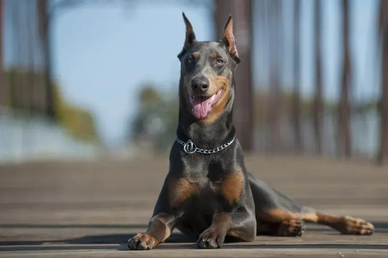 Doberman Pinschers, Sleek Heat-Handling Machines