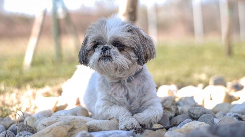 Shih Tzu – Built For Busy Owners Who Want Companionship