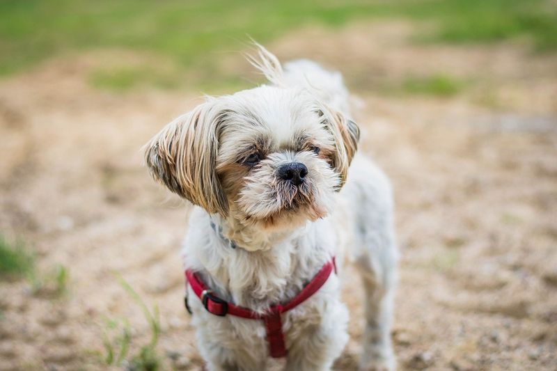 Shih Tzu