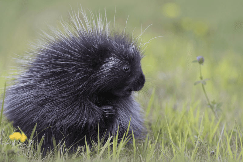 Porcupines Shoot Their Quills
