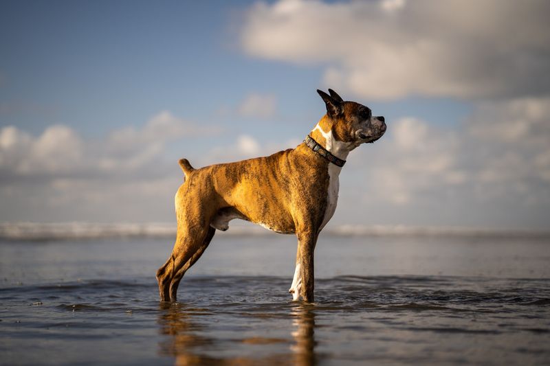 Boxer