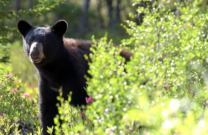 What To Do If You Spot A Black Bear In Your Neighborhood