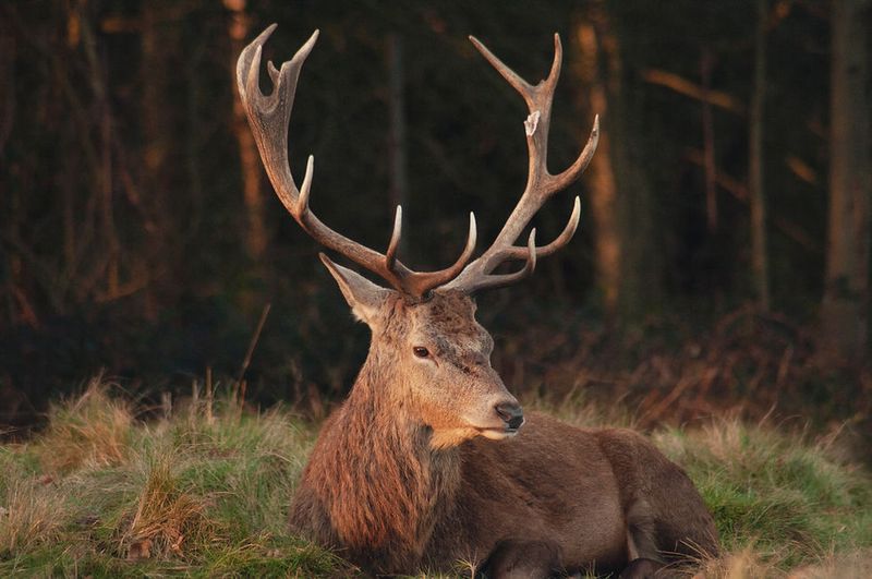 Deer: The Gentle Teacher