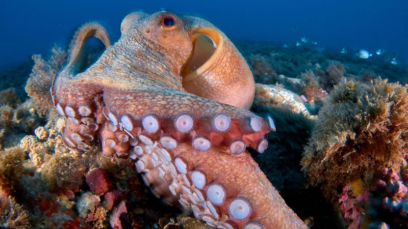 Octopus