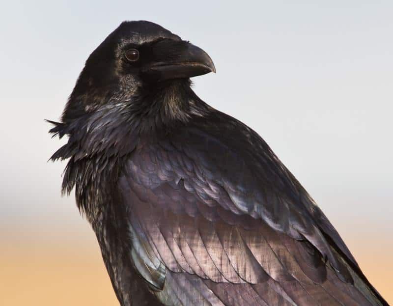 Raven: The Magical Creator