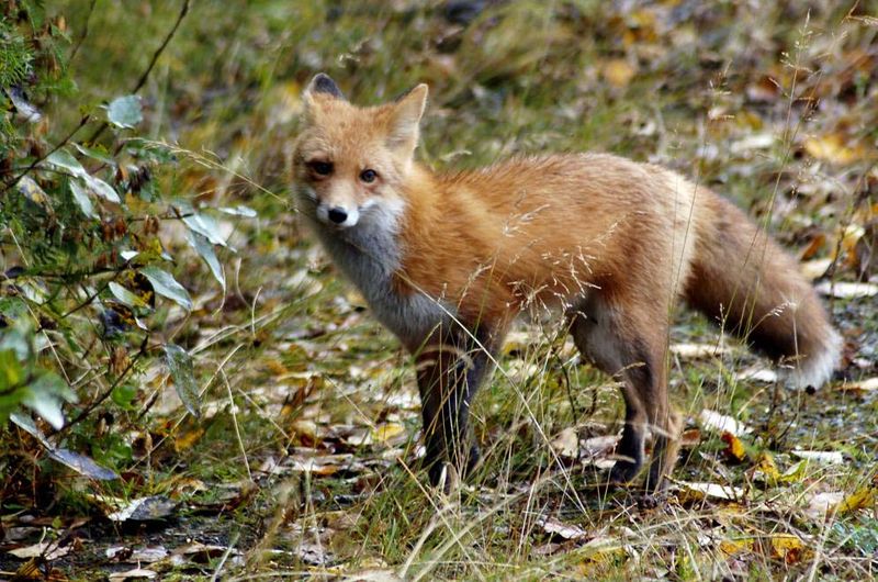 Red Fox