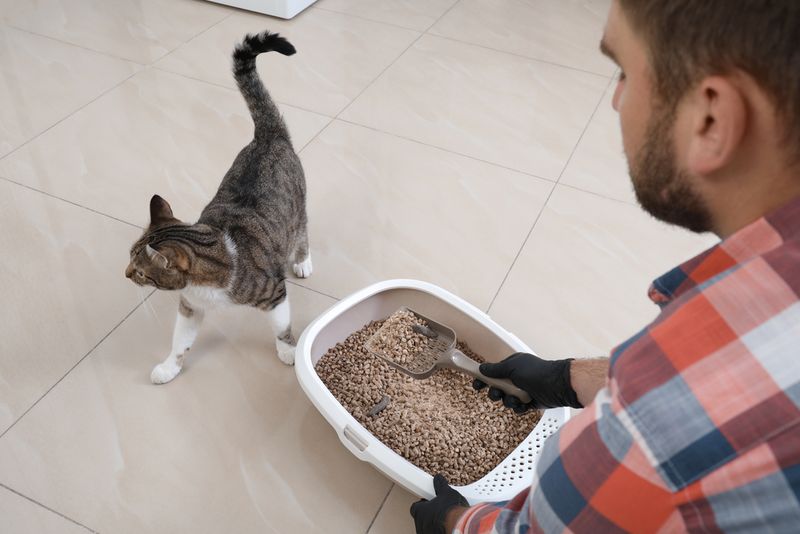 Dirty Litter Boxes
