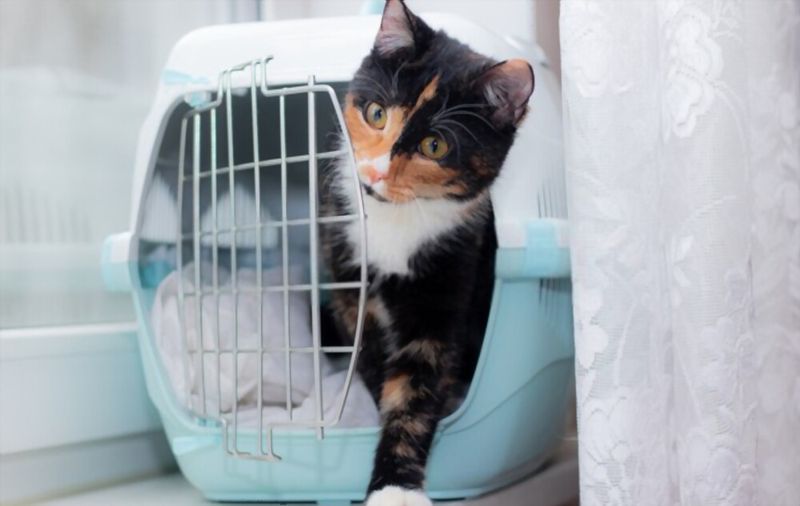 Being Forced Into A Carrier