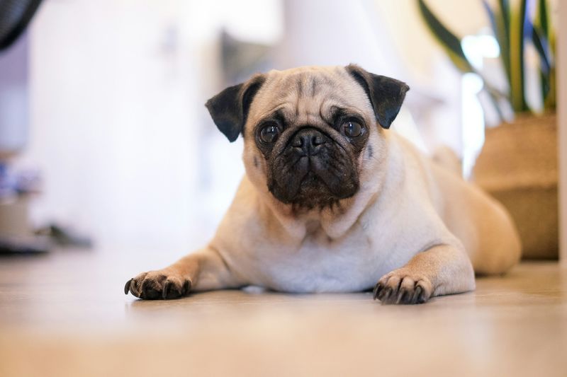 Pugs Face Multiple Health Challenges
