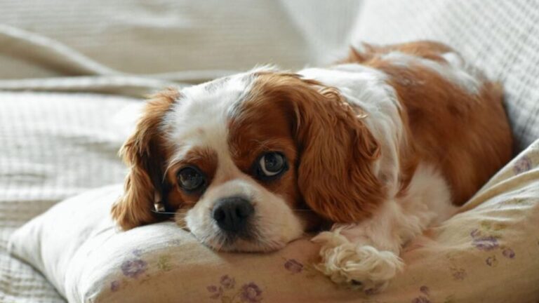 Best Dog Breeds For Small Apartments In New York City