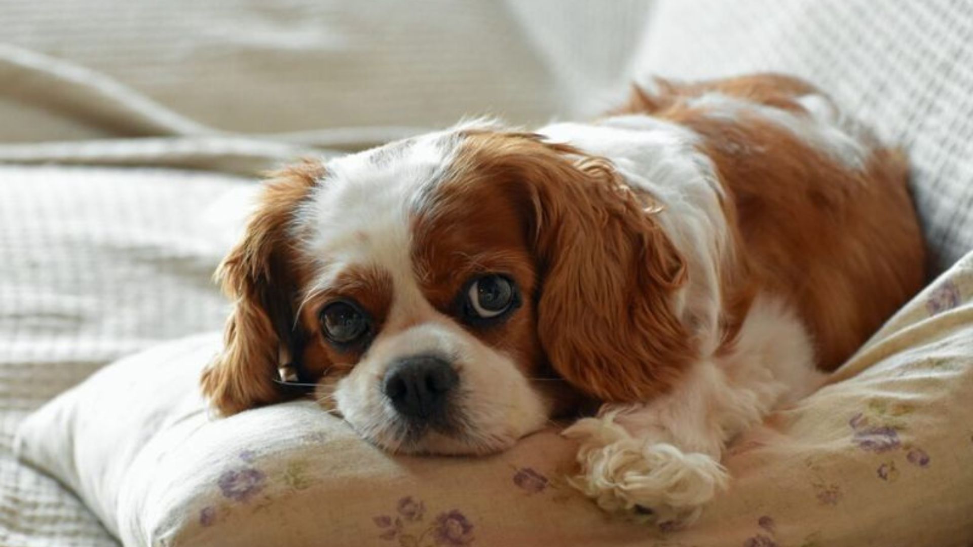 Best Dog Breeds For Small Apartments In New York City