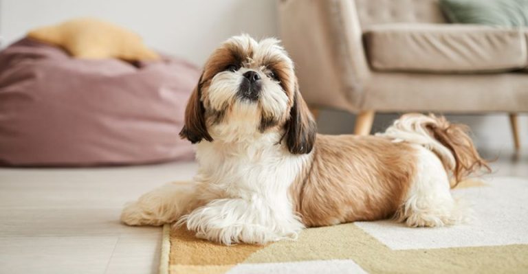 Best Dog Breeds For Small Apartments In New York City