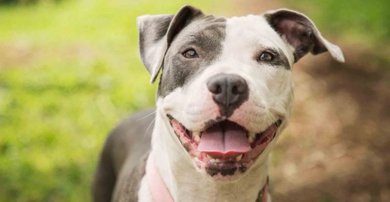 Best States To Own A Pit Bull Based On Local Laws And Attitudes You Should Know