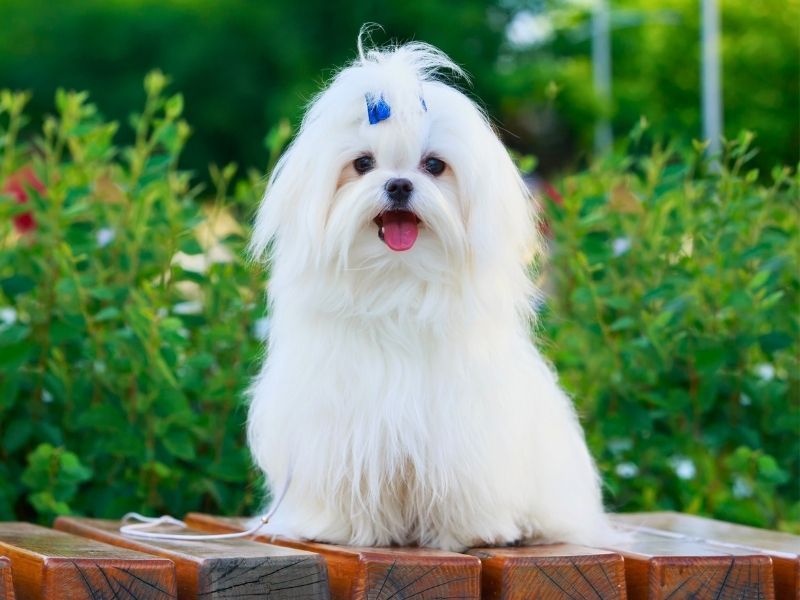Maltese