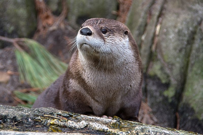 River Otter