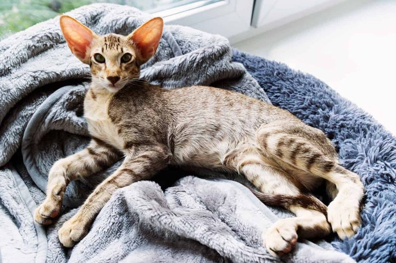 Oriental Shorthair