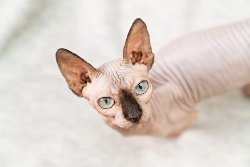 Sphynx