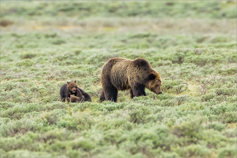 Grizzly Bear