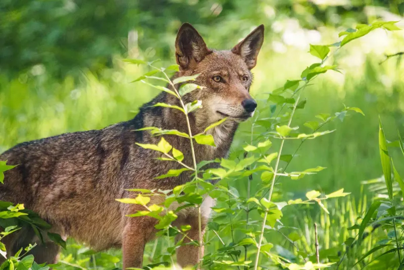 American Red Wolf