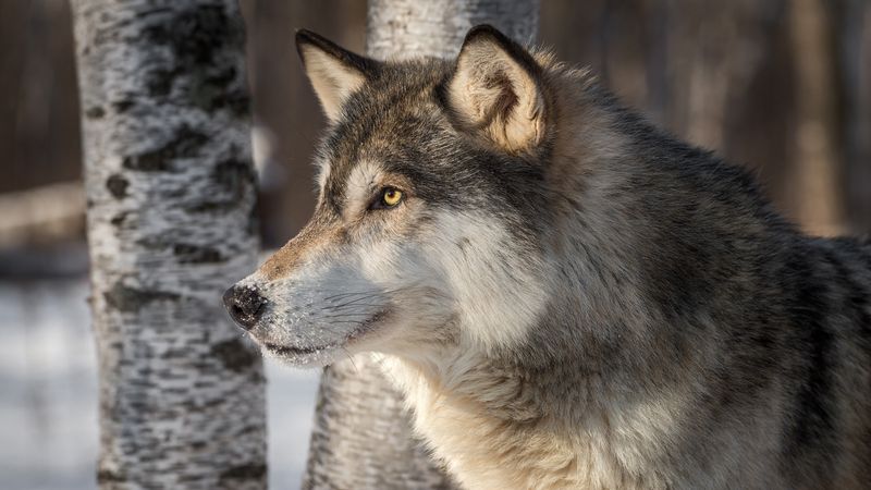 Gray Wolf