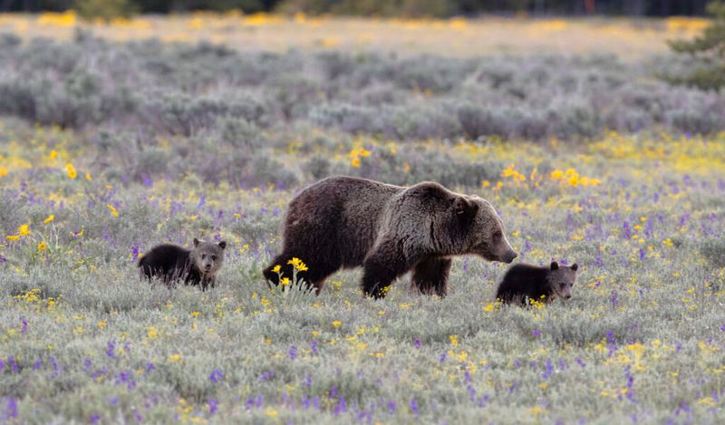 Grizzly Bear