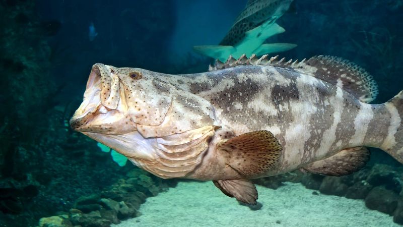 Goliath Grouper – 680 lbs (Florida, 1961)