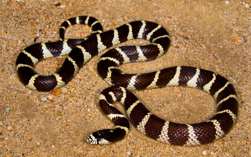 Kingsnake