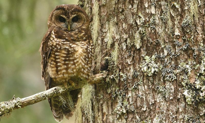 California Spotted Owl