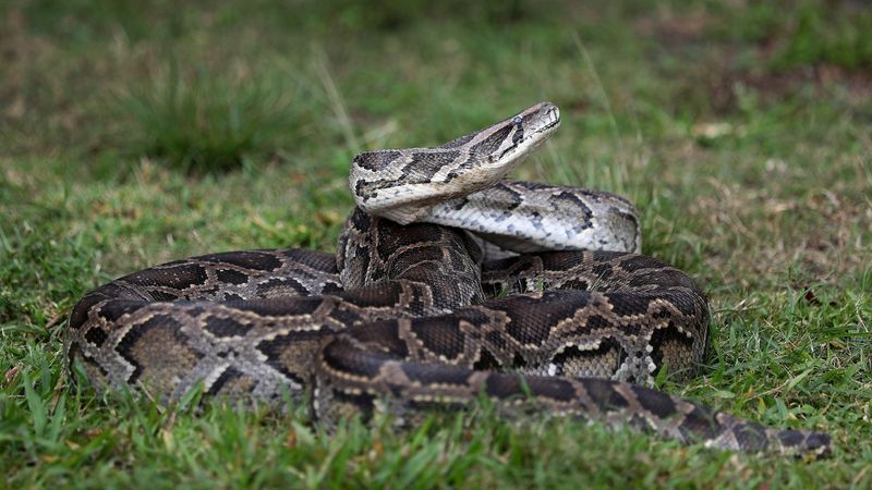 Burmese Python (Non-Native)