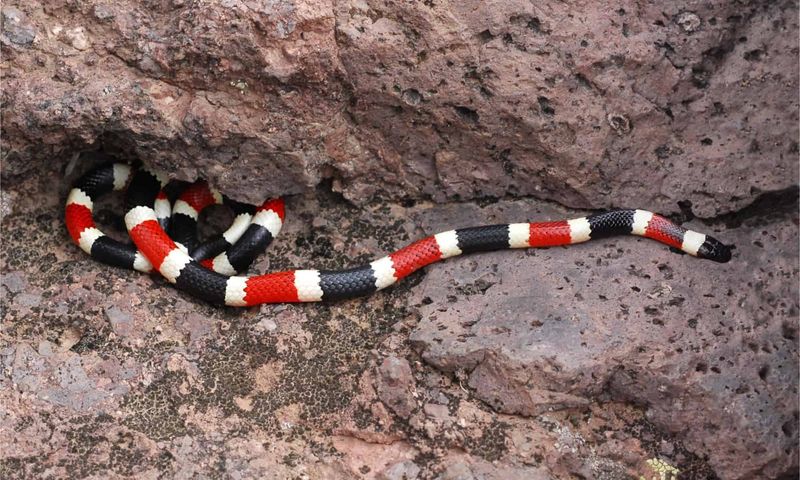 Arizona Coral Snake