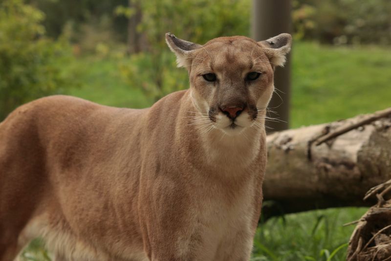 Mountain Lion (Cougar)