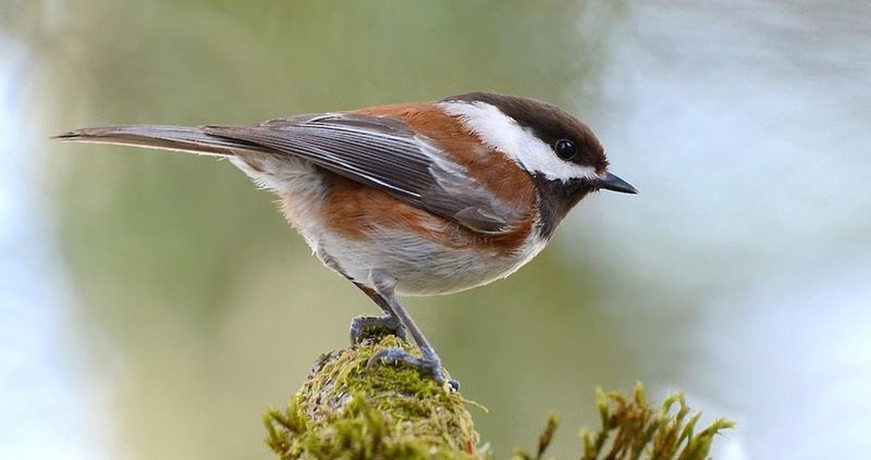 Chestnut-backed Chickadee (Poecile rufescens)